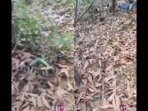 Cụ ông dẫn cháu gái ra vườn chịch bị người nhà bắt tại trận